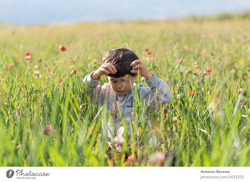 Junge in Blumen Spielen Kindheit 1 Mensch 1-3 Jahre Kleinkind Gras Gefühle Freude Feld Frühling Weizen Outdors Mohnblumen Polen spielerisch 2 Jahre alt lässig