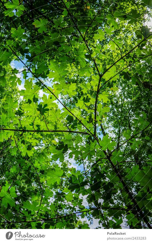 #S# Blätterdach Umwelt Natur schön blättern grün Grünpflanze Baumkrone Himmel Lichtschein Lichtspiel verzweigt Wachstum Naturschutzgebiet Naturphänomene