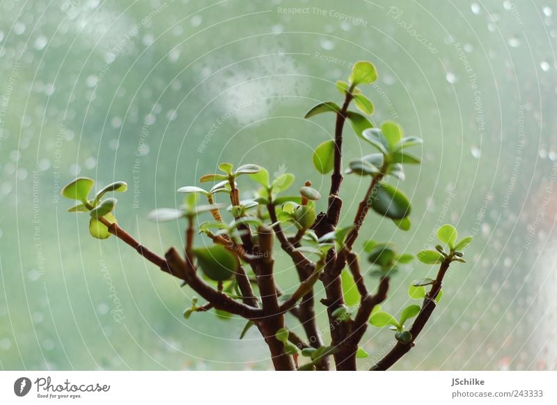 wie lange noch? Natur Wassertropfen Pflanze Baum Grünpflanze Topfpflanze Geldbaum Pfennigbaum Fenster hell kalt Traurigkeit warten Langeweile ruhig Regen