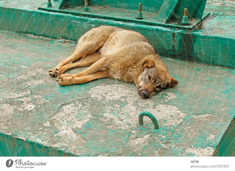 Wanderhund liegend wandern Tier Sommer Haustier Hund Tiergesicht Beton Traurigkeit braun grün rot Müdigkeit Erholung lügen auf verstärkt gemalt schlendernd wach