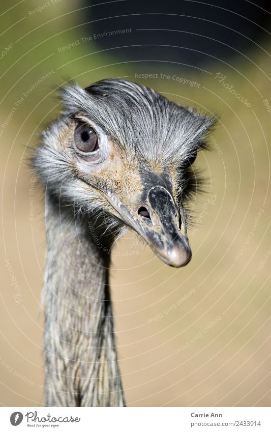 Im Visier des Emus Tier Vogel Tiergesicht Zoo 1 beobachten Blick elegant Freundlichkeit schön nah natürlich wild gelb grau schwarz silber selbstbewußt Vertrauen