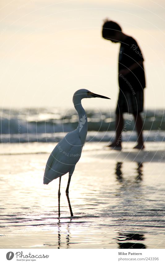 Begegnung Sommer Strand Meer maskulin Junge 1 Mensch Natur Wasser Horizont Tier Vogel gehen Blick exotisch Freundlichkeit nah Freundschaft Tierliebe schön ruhig