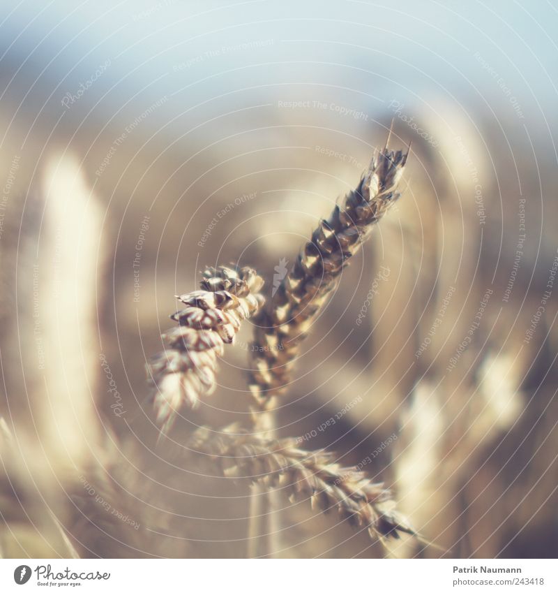 wheat Getreide Teigwaren Backwaren Ernährung Umwelt Natur Klima Klimawandel Schönes Wetter Nutzpflanze Feld dehydrieren Wachstum blau gelb gold Ernte Weizen