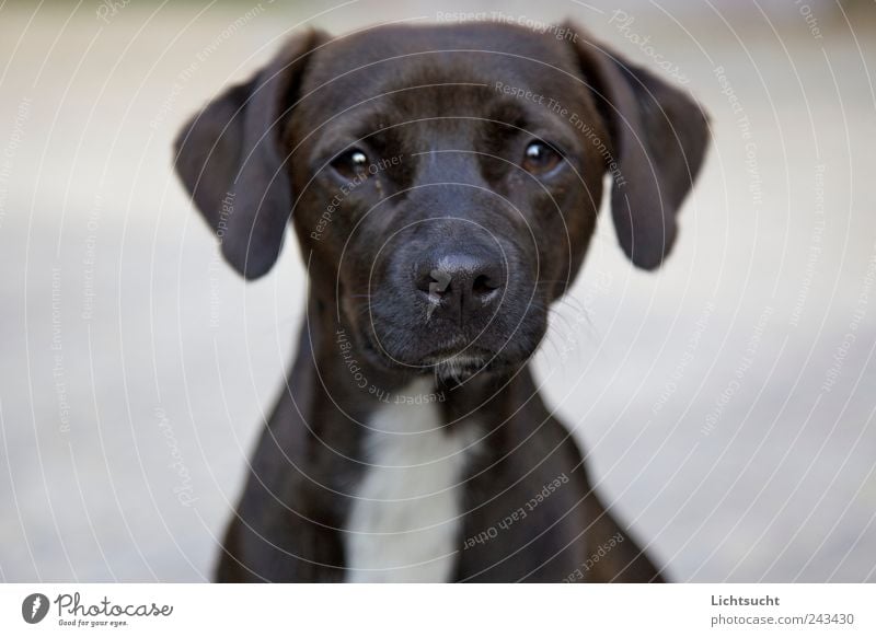 Unschuldig Haustier Hund Welpe 1 Tier beobachten Erholung glänzend Blick Neugier positiv Klischee braun weiß Vertrauen Schutz Geborgenheit Sympathie Tierliebe