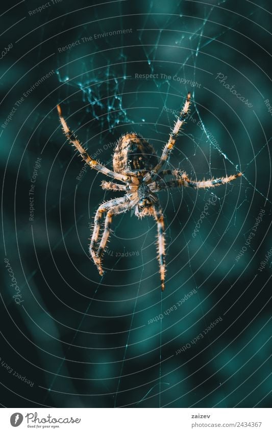 Nahaufnahme einer Spinne in ihrem Netz Garten Internet Natur Tier Park Wald Urwald Wildtier außergewöhnlich Coolness dunkel einfach exotisch gruselig