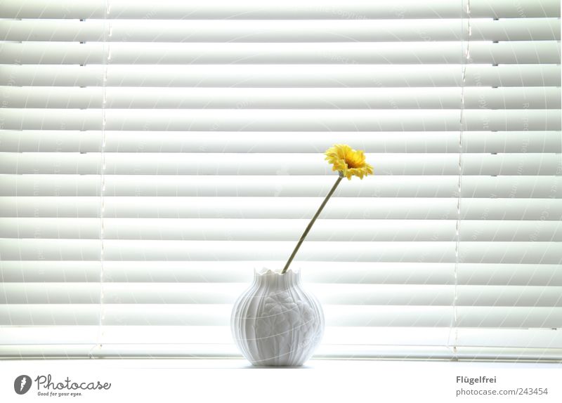 Dezent Streifen frisch reduziert Blume falsch einzeln Einsamkeit hell gelb Sommer sommerlich Jalousie Vase verziert weiß Stil Pflanze Fensterbrett