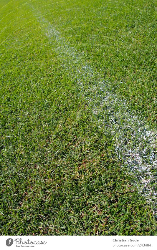 Linientreue Menschenleer grün weiß Fußball Fußballplatz Fußballstadion Stadion Rasen Wiese Sportrasen Gras Grasland Grasnarbe grasgrün Graswiese Grasbüschel