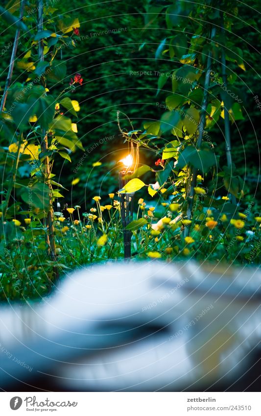 Garten mit Fackel und Gitarre Erholung Freizeit & Hobby Sommer Häusliches Leben Wohnung Umwelt Pflanze Baum Kerze Wachstum dunkel Gefühle Romantik Flamme