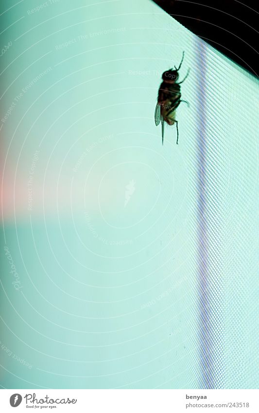 Künstliche Bräune Tier Wildtier Fliege 1 fliegen krabbeln sitzen warten grün Einsamkeit Flugangst gefährlich Farbe Bildschirm Insekt digital aufsteigen Ankunft