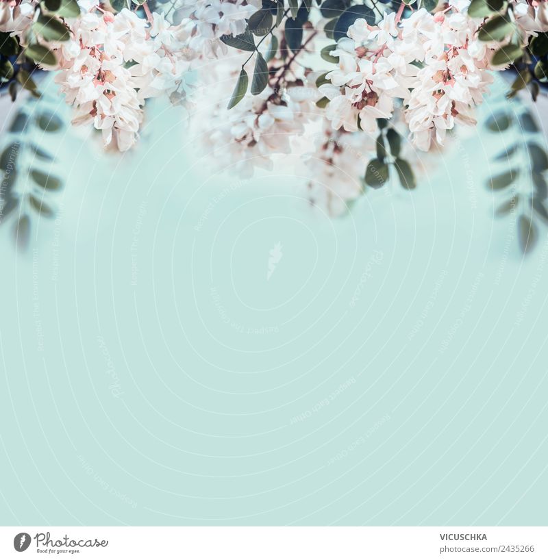 Natur Hintergrund mit Akazienblüten Design Gesundheit Behandlung Alternativmedizin Sommer Garten Pflanze Frühling Blatt Blüte Gesundheitswesen Stil