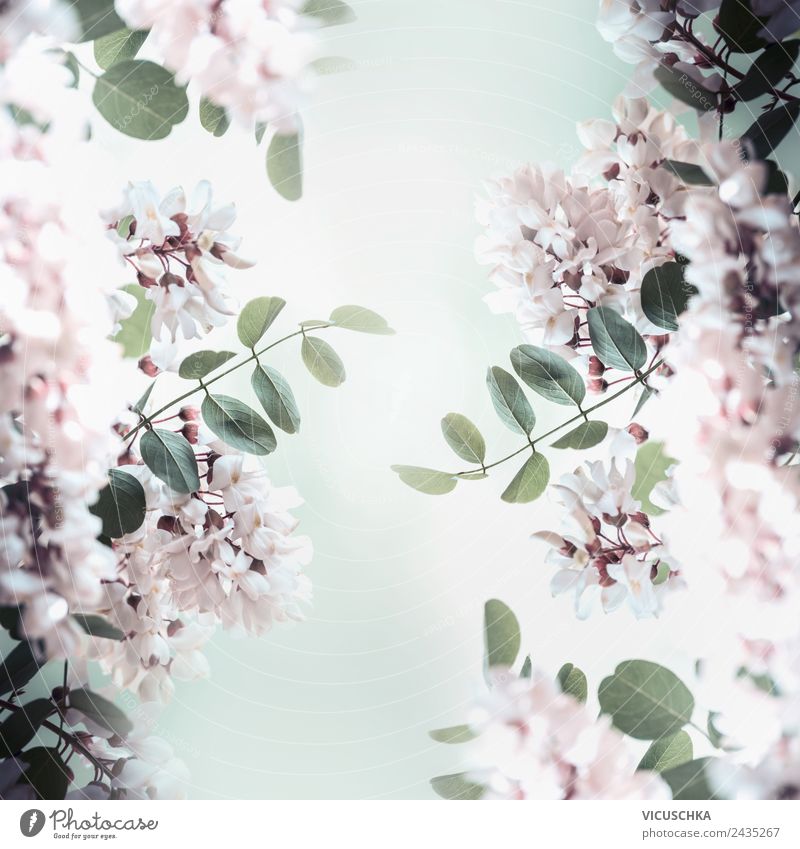 Akazienblüten Hintergrund Stil Design Gesundheit Sommer Garten Natur Pflanze Blatt Blüte rosa Hintergrundbild Robinienblüten Farbfoto Nahaufnahme