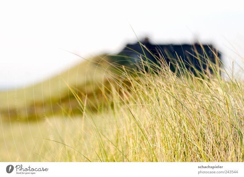 Haus in den Dünen Ferien & Urlaub & Reisen Tourismus Sommer Natur Landschaft Pflanze Gras Design Naturschutz Küstenschutz Dach hell braun gelb grün weiß Idylle