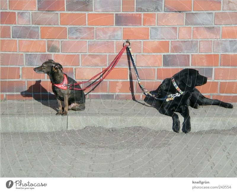 Beleidigt! Mauer Wand Tier Haustier Hund 2 Hundeleine Halstuch Hundehalsband liegen sitzen warten braun grau schwarz Gefühle Stimmung Partnerschaft Kontakt