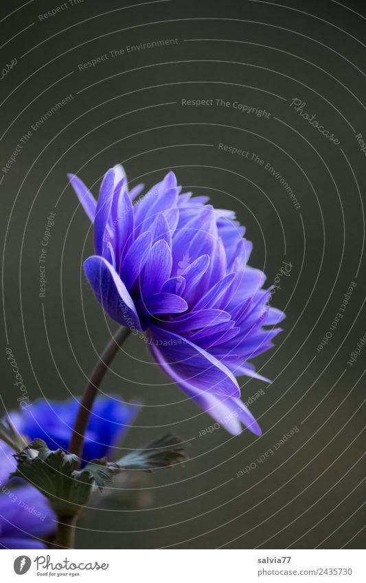 blaue Anemone harmonisch ruhig Duft Garten Pflanze Frühling Blume Blüte Frühlingsblume Anemonen Blühend ästhetisch Design Farbfoto Außenaufnahme Makroaufnahme