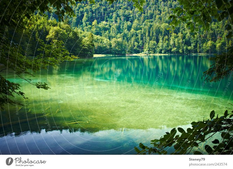 Gebirgssee Natur Landschaft Wasser Sommer Schönes Wetter Baum Wald Seeufer Sauberkeit grün ruhig Reinheit Einsamkeit Erholung klar Totholz Alpsee Farbfoto