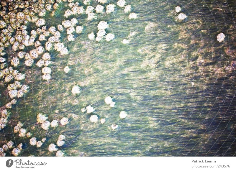 grown oceans Umwelt Natur Pflanze Klima Küste Meer Buhne Wachstum Algen verrotten alt Farbfoto Gedeckte Farben Außenaufnahme Nahaufnahme Detailaufnahme
