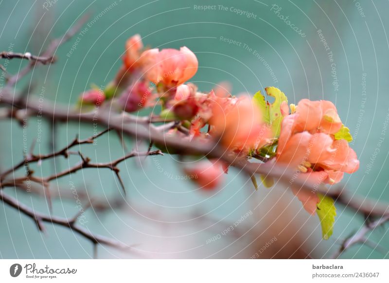 Blütenzweig der japanischen Zierquitte Natur Pflanze Frühling Klima Sträucher Scheinquitte Dorn Garten Blühend blau rosa Stimmung Frühlingsgefühle ästhetisch