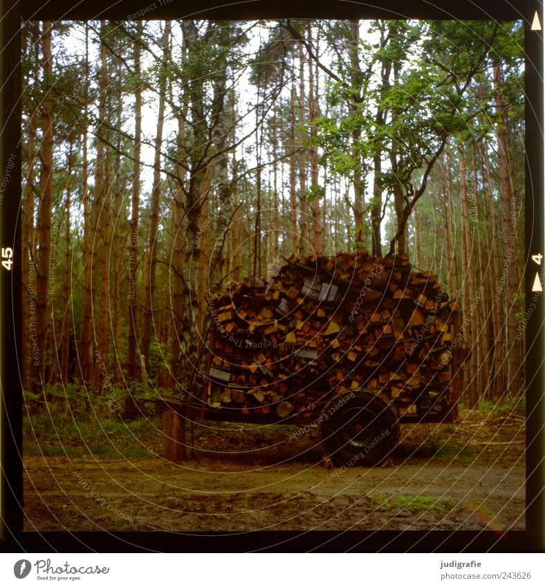 Holz Umwelt Natur Landschaft Baum Wald außergewöhnlich Anhäufung Anhänger Brennholz Farbfoto Gedeckte Farben Außenaufnahme Menschenleer Tag