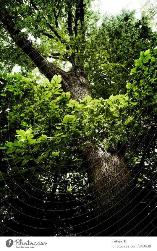 Eiche Aufblick Umwelt Natur Landschaft Pflanze Sommer Baum Wald Umarmen braun grün schwarz Kraft Ehrlichkeit authentisch ästhetisch Zufriedenheit nachhaltig