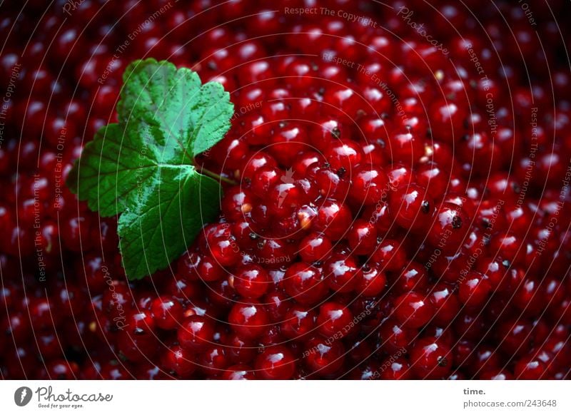 Heimvorteil Lebensmittel Frucht Ernährung Bioprodukte frisch lecker Natur natürlich sauer rot Ordnung Johannisbeeren Beeren fruchtig Mischung Gesunde Ernährung