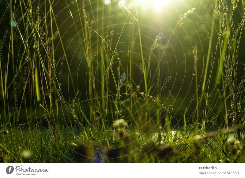 Gras wallroth Rasen Sportrasen Wiese Weide Garten Park Natur Pflanze Halm Licht Sonne Sonnenlicht Sonnenstrahlen Gegenlicht dunkel Dämmerung Sonnenuntergang
