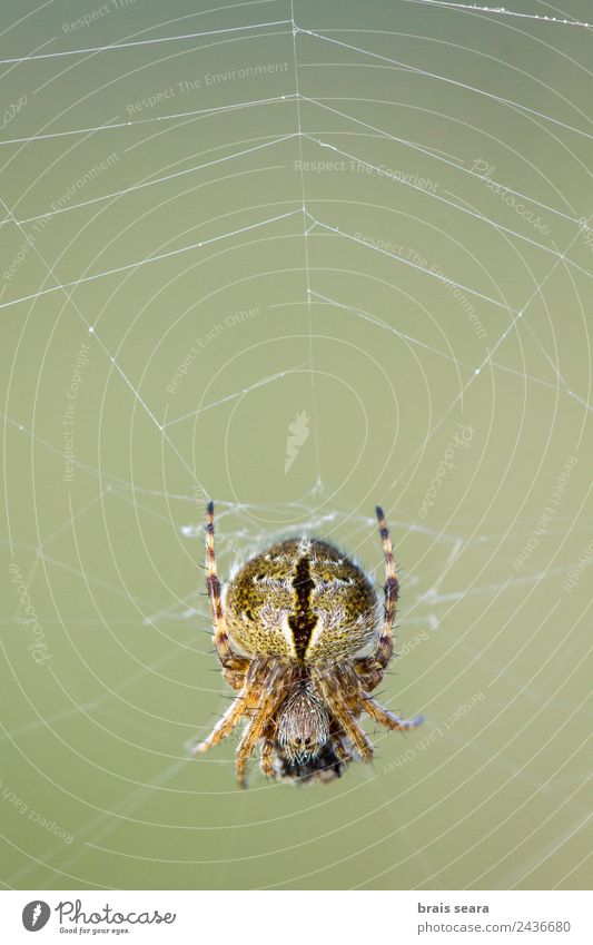 Spinne im Netz Jagd Wissenschaften Biologie Biologe Internet Umwelt Natur Tier Erde Wildtier 1 Essen füttern grün Umweltschutz agalenatea redii Tierwelt