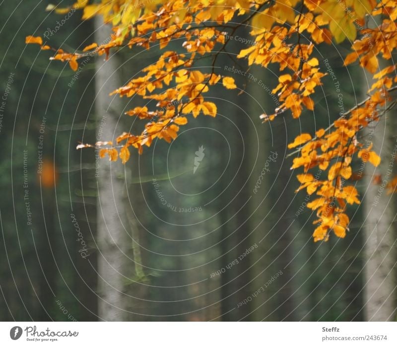 Herbstblätter fallen - Stimmungsbild fallende Blätter Buchenblätter Herbstwald herbstimpression Waldbaden Impression Herbststimmung herbstliche Impression