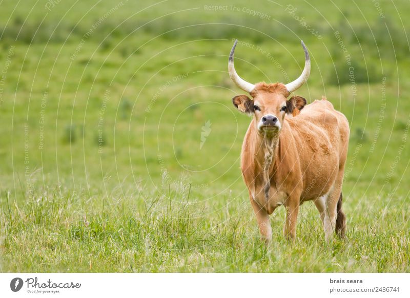 Cachena-Rind Landwirt Veterinär Umwelt Natur Tier Erde Gras Feld Nutztier Kuh 1 Fressen grün Tierliebe Tschetschene Bulle Ochse Galicia Spanien bos taurus