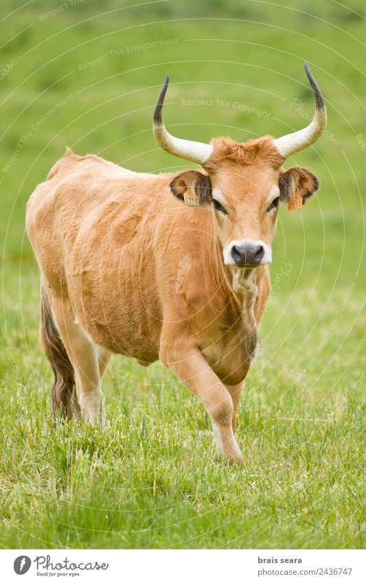 Cachena-Rind Veterinär Landwirt maskulin Umwelt Natur Tier Erde Gras Feld Wildtier Kuh 1 Fressen braun grün Tierliebe Tschetschene Bulle Ochse bos taurus