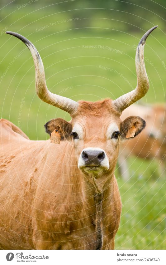 Cachena-Rind Veterinär Landwirt Erwachsene Umwelt Natur Tier Erde Gras Feld Nutztier Kuh 1 Fressen Tierliebe Umweltschutz Tschetschene Bulle Ochse bos taurus