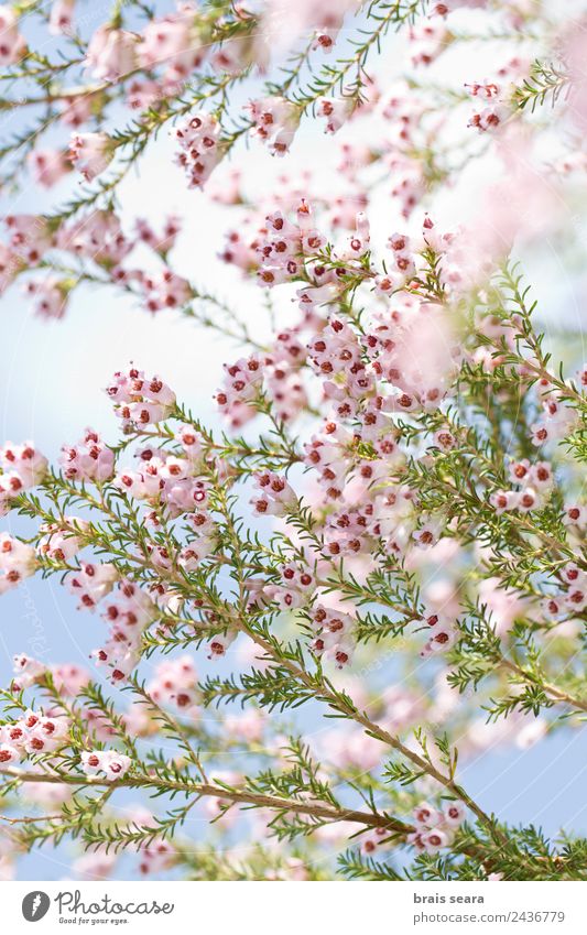 Frühlingsblumen Umwelt Natur Pflanze Erde Blume Blüte Wildpflanze Feld Wald Berge u. Gebirge Holz natürlich schön rosa Gelassenheit Mode Umweltschutz