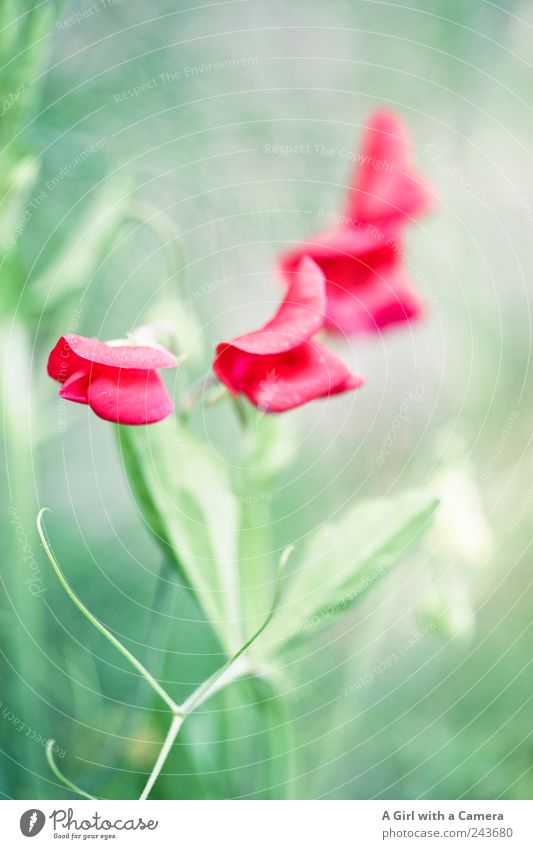 Rote Schlingeln Umwelt Natur Pflanze Sommer Blume wickeln Stauden Garten Park Blühend Duft leuchten Wachstum ästhetisch authentisch außergewöhnlich elegant