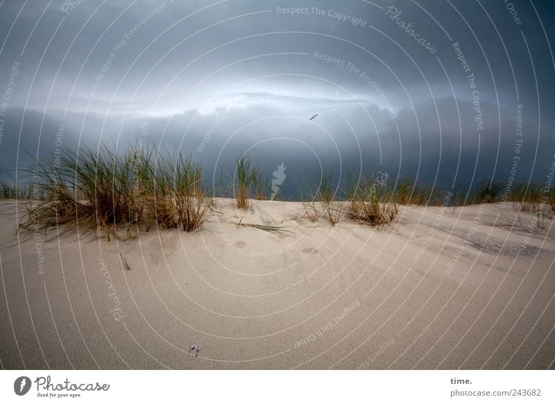 Wahrscheinlichkeitsprognose, 95% Umwelt Natur Landschaft Sand Himmel Wolken Wetter schlechtes Wetter Gras Küste bedrohlich dunkel bizarr Endzeitstimmung Energie