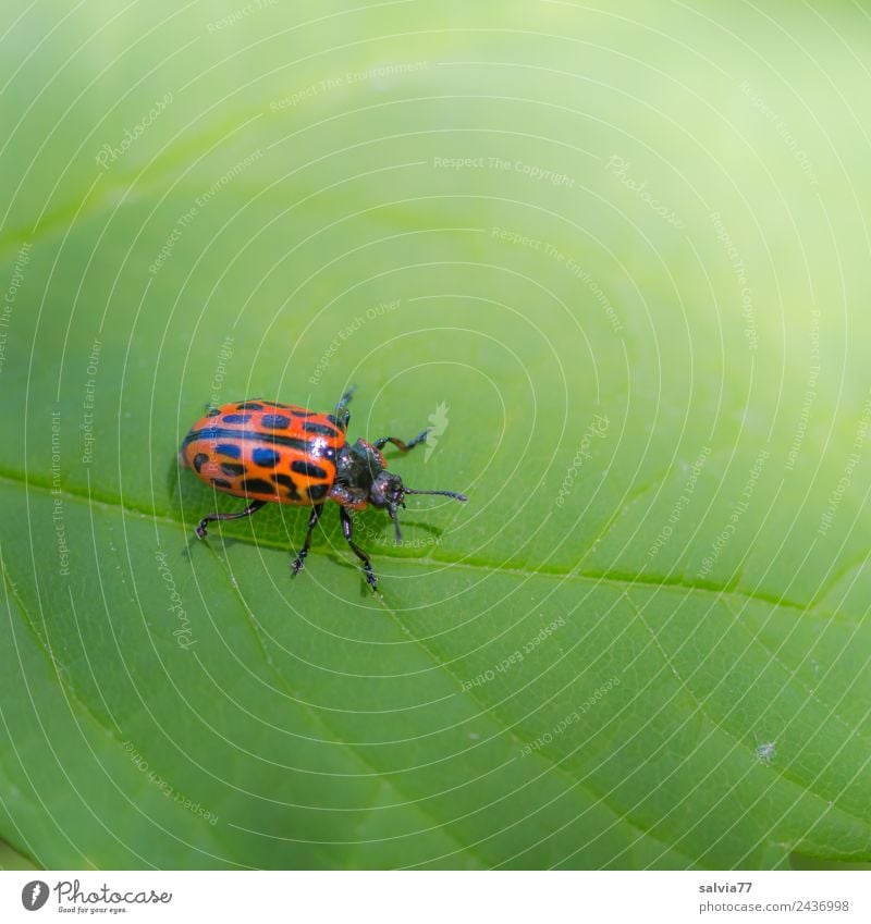 Weidenblattkäfer Natur Pflanze Blatt Blattadern Tier Käfer Insekt 1 krabbeln grün orange Farbe Wege & Pfade Kontrast Farbfoto Außenaufnahme Makroaufnahme