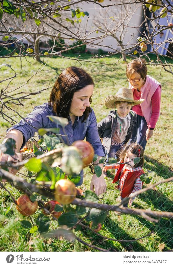 Junge Frau beim Pflücken von Äpfeln vom Zweig eines Baumes bei der Ernte mit ihrer Familie im Hintergrund Frucht Apfel Lifestyle Freude Glück Freizeit & Hobby