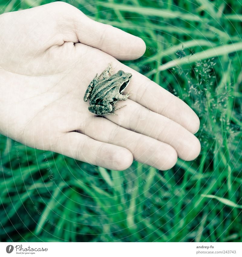 Frosch auf der Hand. Umwelt Natur Tier Gras Wildtier 1 klein grün Umweltschutz Grasfrosch nass feucht Amphibie Finger Sumpf Froschkönig sitzen Leben Moor tragen