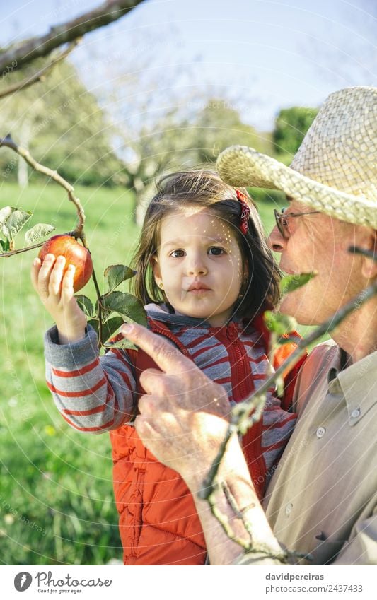 Senior Mann hält bezauberndes kleines Mädchen, das Äpfel pflückt. Frucht Apfel Lifestyle Glück Freizeit & Hobby Garten Kind Mensch Baby Frau Erwachsene