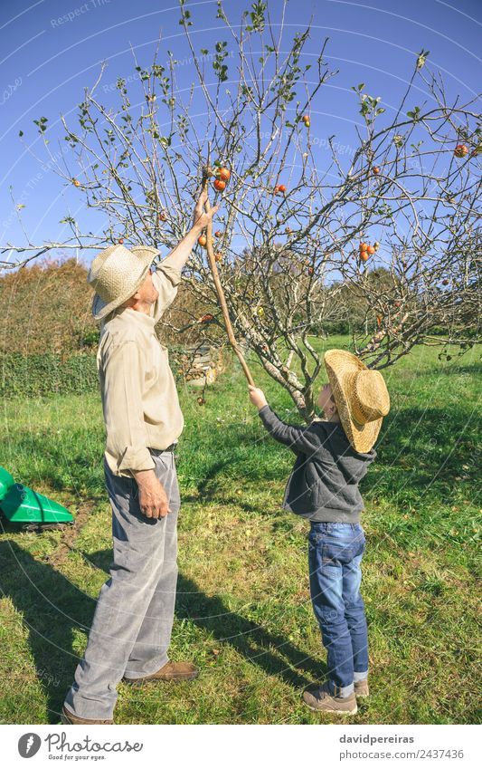 Älterer Mann und Kind pflücken Bio-Äpfel vom Baum Frucht Apfel Lifestyle Freude Glück Freizeit & Hobby Garten Mensch Junge Erwachsene Großvater