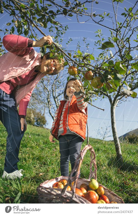 Seniorin und kleines Mädchen pflücken Äpfel vom Baum Frucht Apfel Lifestyle Freude Glück Freizeit & Hobby Garten Kind Mensch Baby Frau Erwachsene Großvater