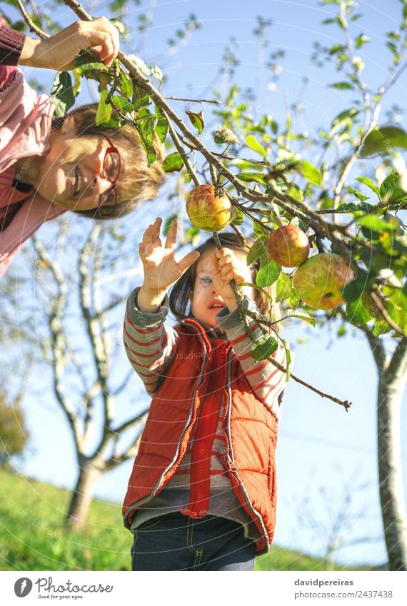 Kleines Mädchen pflückt Äpfel mit Seniorin Frucht Apfel Lifestyle Freude Glück Freizeit & Hobby Garten Kind Mensch Baby Frau Erwachsene Großvater Großmutter