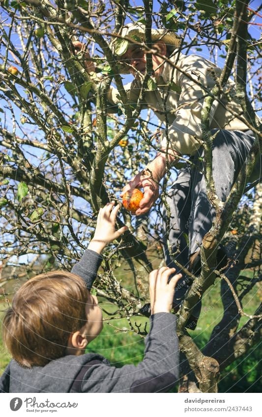 Älterer Mann und süßes glückliches Kind pflücken frische Bio-Äpfel vom Baum an einem sonnigen Herbsttag Frucht Apfel Lifestyle Freude Glück Freizeit & Hobby