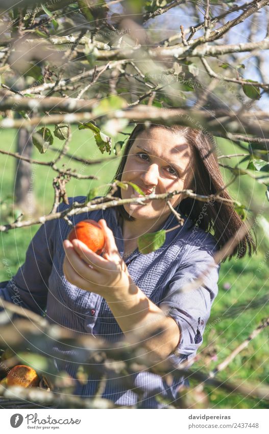 Frau pflückt Äpfel mit einem Korb in der Hand. Frucht Apfel Lifestyle Freude Glück schön Freizeit & Hobby Garten Mensch Erwachsene Natur Herbst Baum authentisch