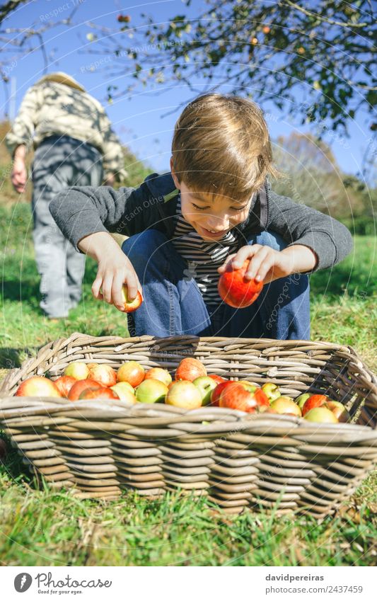 Porträt eines glücklichen Kindes, das Äpfel in einen Weidenkorb legt Frucht Apfel Lifestyle Freude Glück Freizeit & Hobby Garten Mensch Junge Mann Erwachsene