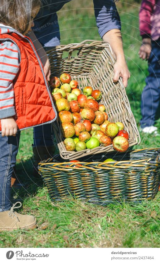 Nahaufnahme einer Frau, die Äpfel in einen Weidenkorb legt, während ein kleines Mädchen zuschaut Frucht Apfel Lifestyle Freude Glück schön Freizeit & Hobby