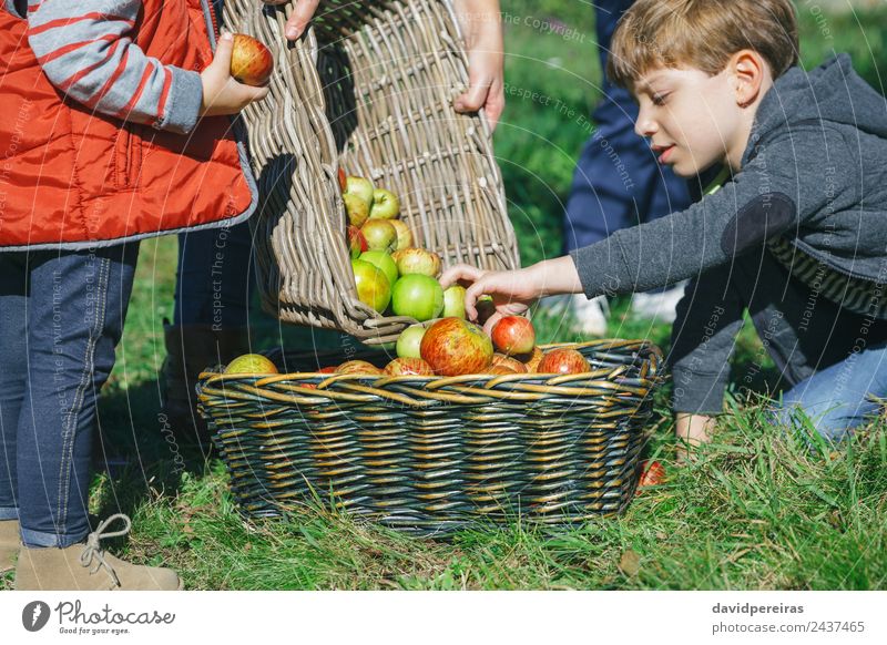 Nahaufnahme von Kindern, die frische Bio-Äpfel in einen Weidenkorb mit Obsternte legen Frucht Apfel Lifestyle Freude Glück Freizeit & Hobby Garten Mensch Junge
