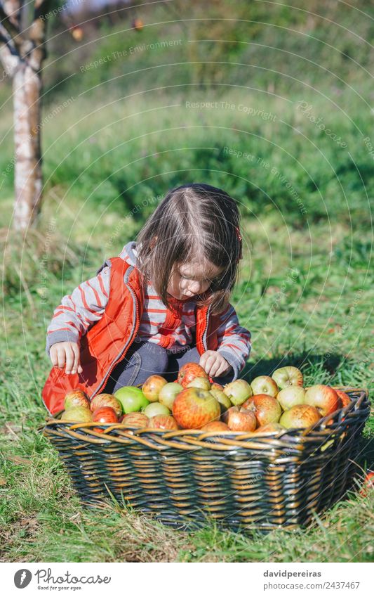 Kleines Mädchen sieht Äpfel im Korb mit Ernte aus. Frucht Apfel Lifestyle Freude Glück Freizeit & Hobby Garten Kind Mensch Frau Erwachsene