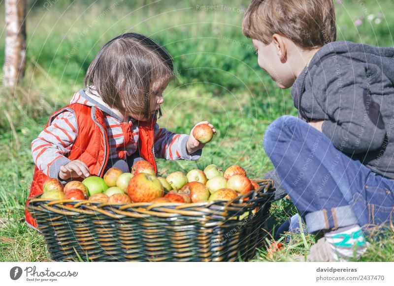 Kinder mit Bio-Apfel aus dem Korb mit Früchten Frucht Lifestyle Freude Glück Freizeit & Hobby Garten Mensch Junge Frau Erwachsene Mann Familie & Verwandtschaft