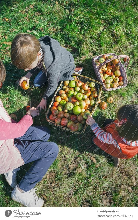 Draufsicht auf glückliche Kinder und ältere Frau, die frische Bio-Äpfel in Weidenkörbe mit Obsternte legen Frucht Apfel Lifestyle Freude Glück Freizeit & Hobby
