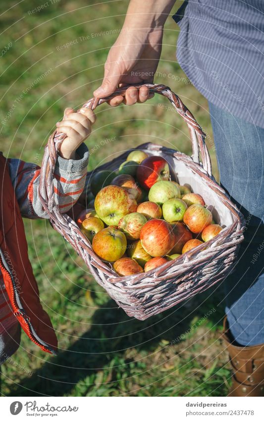 Frau und kleines Mädchen halten einen Korb mit Äpfeln. Frucht Apfel Lifestyle Freude Glück schön Freizeit & Hobby Garten Mensch Erwachsene Hand Natur Herbst