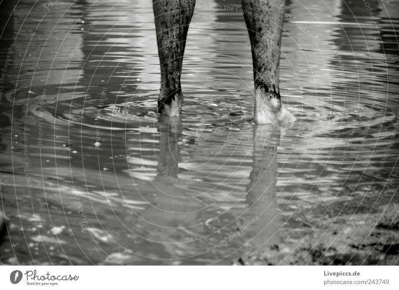 Regentanz Veranstaltung maskulin Beine Fuß 1 Mensch schlechtes Wetter Wasser stehen Tanzen nass schwarz weiß Freude Körperteile Schwarzweißfoto Außenaufnahme